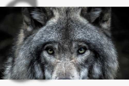 Estudiar personalidad animal, clave para rescatar al lobo mexicano